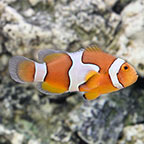 clownfish for sale clownfish