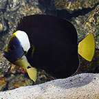 False Personifer Angelfish 