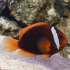 Tomato Clownfish