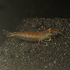 Japonica Amano Shrimp