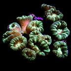 Trumpet Coral