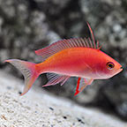 Randall's Anthias