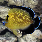 Goldflake Angelfish 