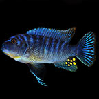 Fuelleborni Cichlid, Marmalade