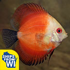 Red Marlboro Discus