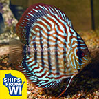 Red Turquoise Discus 