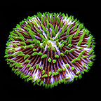 Plate Coral, Pinwheel