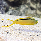 Green Canary Blenny