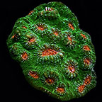 "Mummy Eye" Chalice Coral, Aquacultured USA