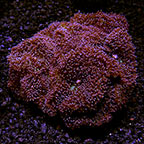Lavender Mushroom Coral