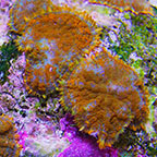 Orange Bullseye Rhodactis Mushroom Coral