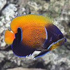 Blue Girdled Angelfish 