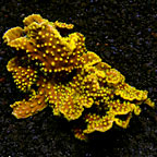 Ruffled Ridge Coral 