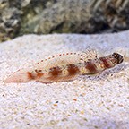 Diagonal Bar Prawn Goby