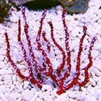 Red Finger Gorgonian EXPERT ONLY