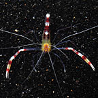 Banded Coral Shrimp, Yellow