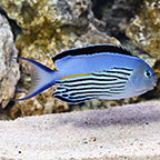 Watanabei Angelfish, Male