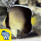 Xanthurus Cream Angelfish