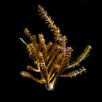 ORA® Aquacultured Grube's Gorgonian