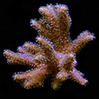 ORA® Aquacultured Yellow Polyp Sinularia Finger Leather Coral ORA® Aquacultured Yellow Polyp Sinularia Finger Leather Coral