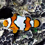 Snow Onyx Clownfish, Captive-Bred