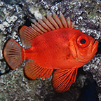 Popeye Catalufa Soldierfish
