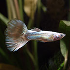 Silver Streak Flamingo Guppy, Male