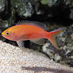 Parvirostris Anthias 