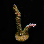 ORA® Aquacultured Scripp's Green Tip Acropora