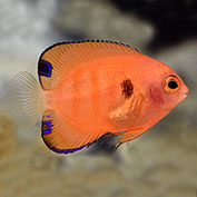 Flame Angelfish - Captive-Bred (USA)