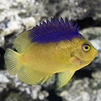 Colin's Angelfish