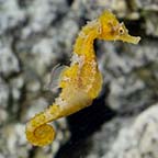 Captive-Bred Lined Seahorse