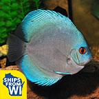 Blue Diamond Discus