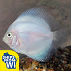 Snow White Discus