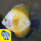 Yellow Marlboro Discus