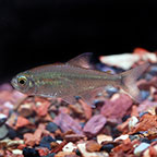 Gold Tetra, Captive-Bred