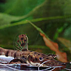 Tiger Shovelnose Catfish 