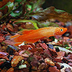 Golden Lyretail Panchax Killifish