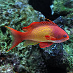 Maldives Lyretail Anthias, Male