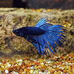 Betta Fish for Sale: Betta Splendens (Siamese Fighting Fish)