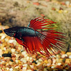 Crown Tail Betta, Male