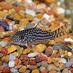 Sterba's Cory