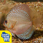 Snakeskin Discus 