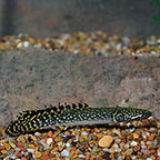 Ornate Bichir 