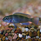 Tretocephalus Cichlid