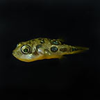 Indian Dwarf Puffer Group