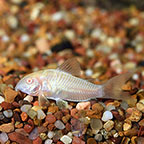 Albino Aeneus Cory Cat