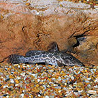 Giraffe Nosed Catfish (Discontinued Low Sales)