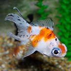 Panda Oranda Goldfish