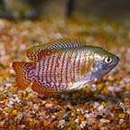 Dwarf Gourami Group